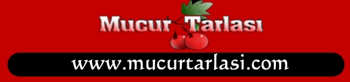 Mucur Tarlası